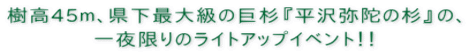 樹高45ｍ、県下最大級の巨杉『平沢弥陀の杉』の、 一夜限りのライトアップイベント！！