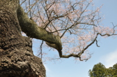 蔵王町指定文化財　根返しの桜